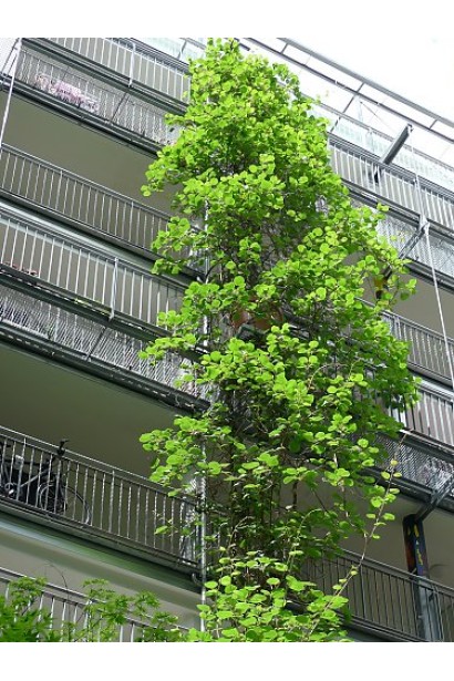 Актинідія аргута Кенс Ред солітер